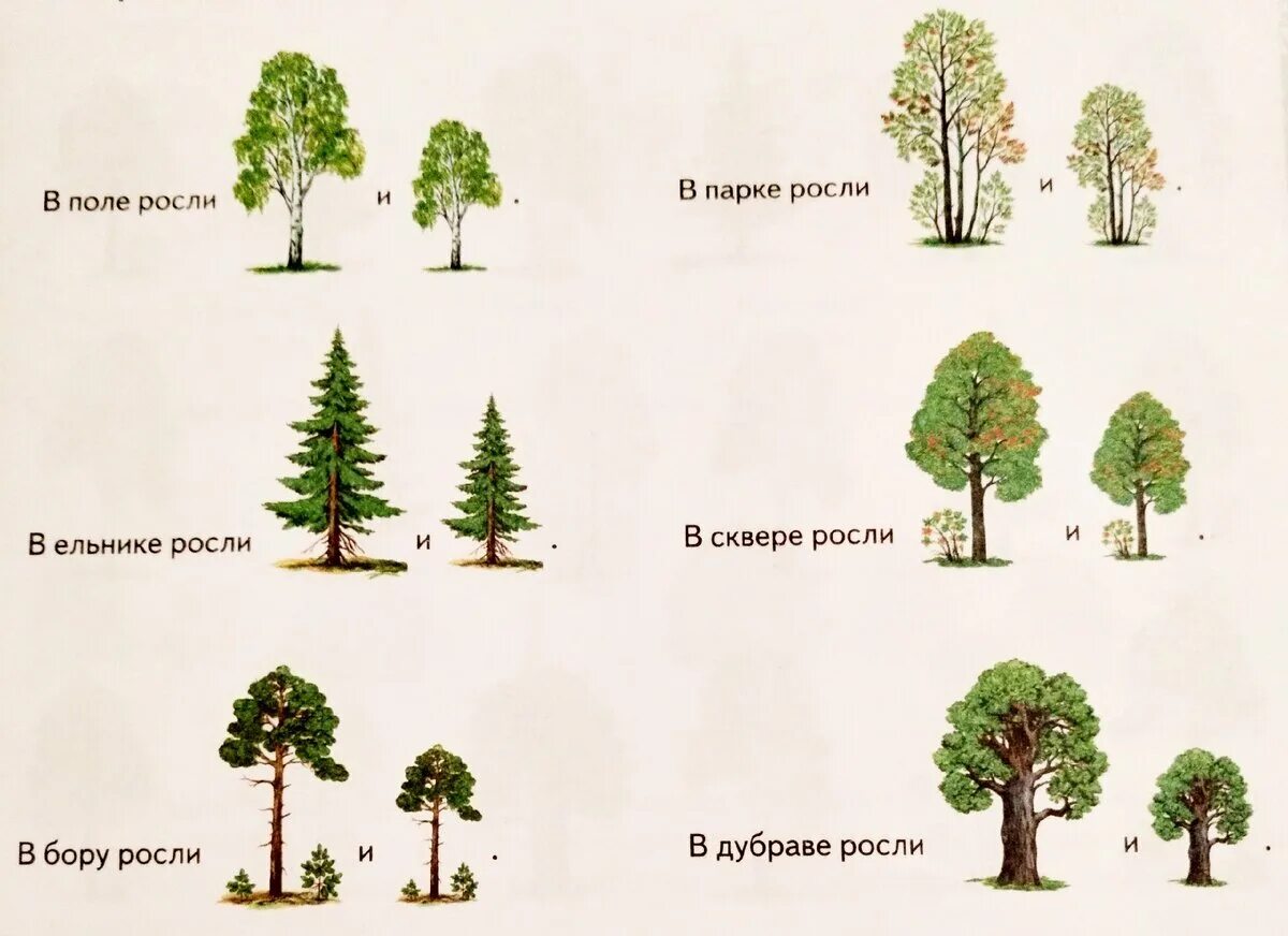 Сколько растет 1 дерево. Высокоростные деревья. Высокорослые деревья. Быстро растущая порода деревьев. Какие деревья растут.