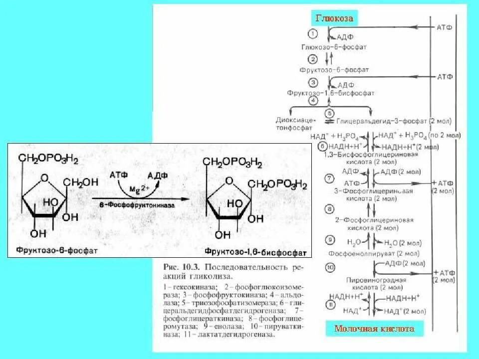 Фруктозо 1 фосфат в глюкозо 1 фосфат. Глюкозо 6 фосфат в фруктозо 6 фосфат. Из Глюкозы 6 фосфат в фруктозо 6 фосфат. Фруктоза АТФ фруктозо-6-фосфат фермент.