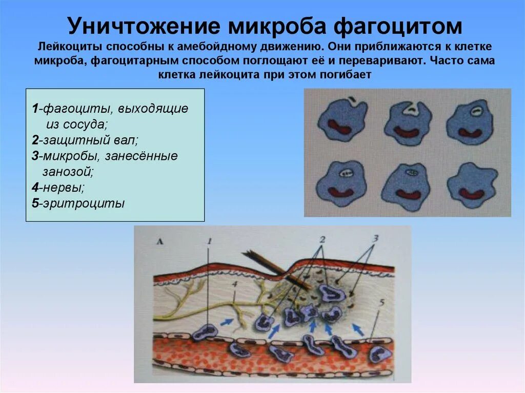 Лейкоциты способны к фагоцитозу. Клетки способные к фагоцитозу. Тромбоциты способны к фагоцитозу. Лейкоциты способность к фагоцитозу.