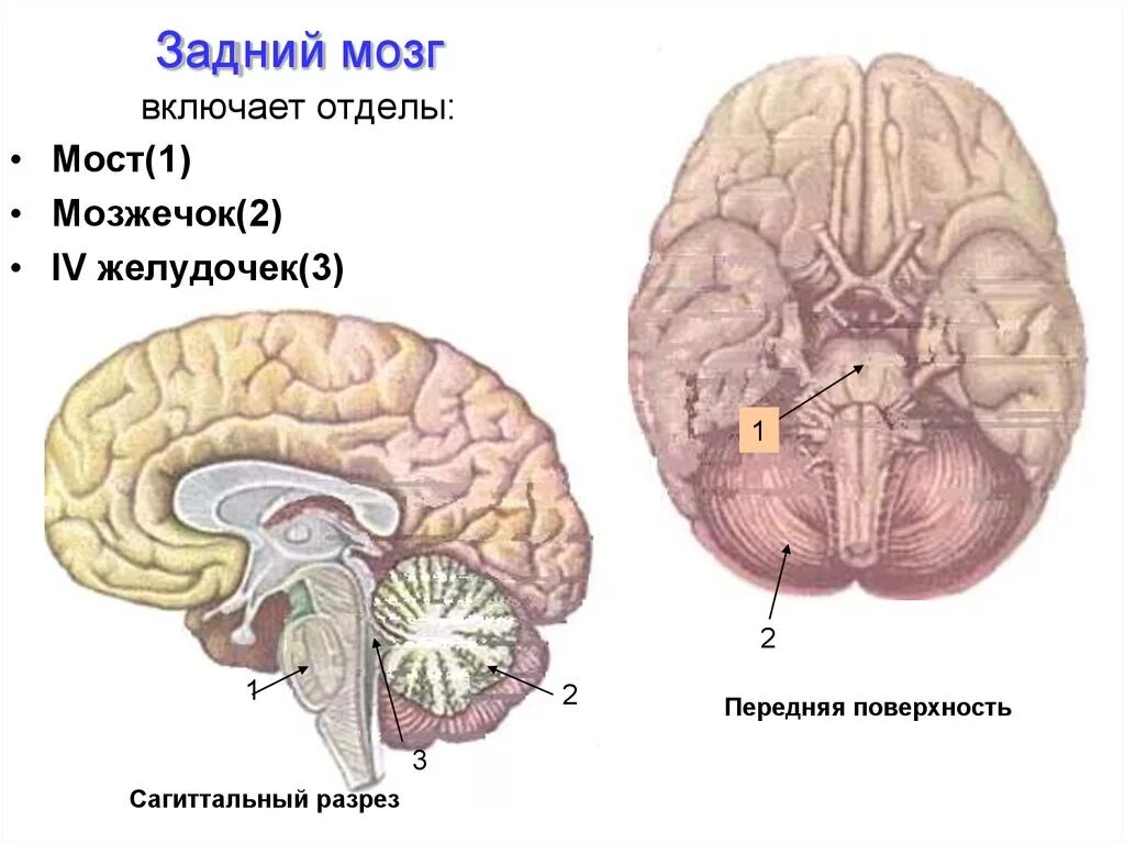 Задний мозг мост и мозжечок строение. Продолговатый мозг мозжечок задний мозг. Строение отделов головного мозга задний мозг. Функции заднего отдела головного мозга. Задний отдел мозга включает