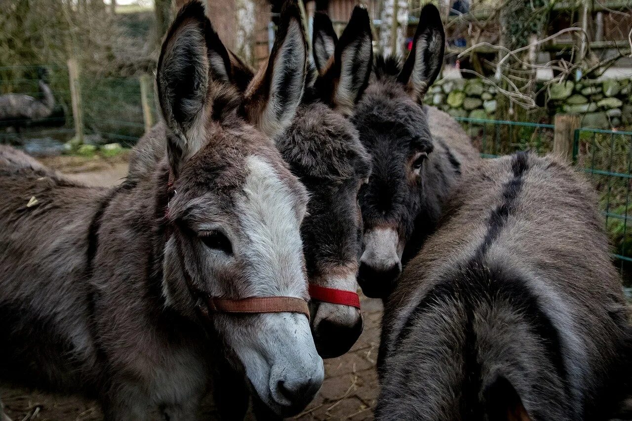 Дикий нубийский осел. Человек на ослике. Три осла карикатура. Упрямый осел. Осел.