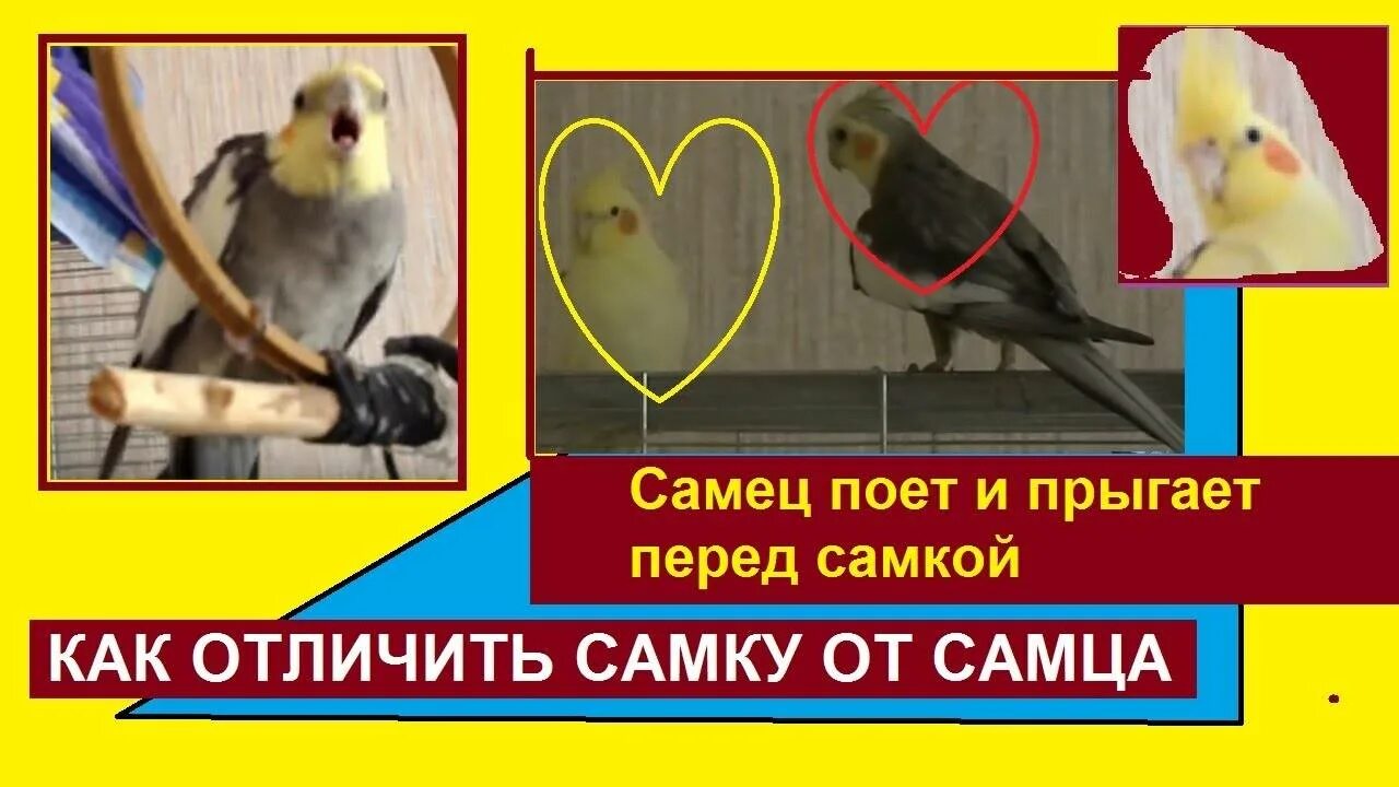 Попугай корелла самка от самца. Попугай корелла отличить самку от самца. Корелла отличие самца. Корелла попугай самец или самка отличия. Корелла попугай мальчик или девочка