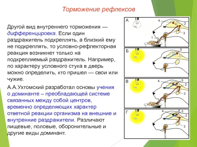 Пример торможения у человека