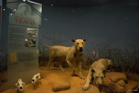 Музей лев