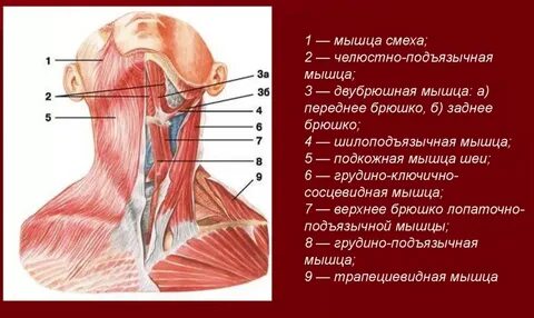 Шея строение спереди у женщин