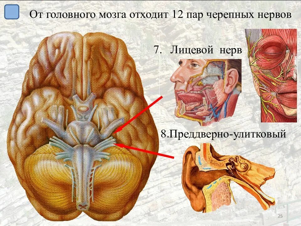 Черепные нервы лицевой нерв. Лицевой нерв в головном мозге. От головного мозга отходит. От головного мозга отходит пара нервов.