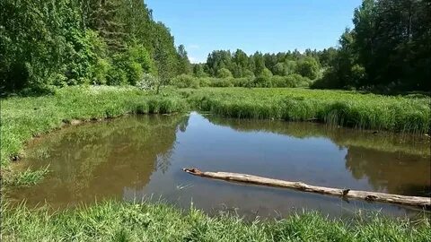 Река лапка