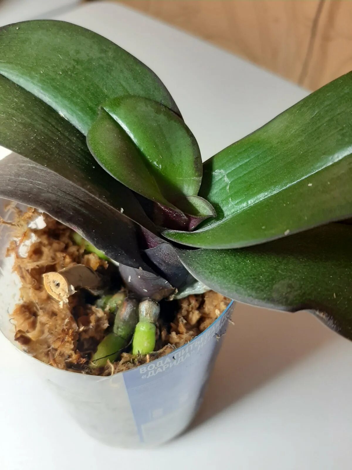 Ризоктониоз орхидеи фаленопсис. Орхидея фаленопсис реанимация. Орхидея фаленопсис реанимация. Орхидея дендробиум фаленопсис. Как нарастить листья у орхидеи.