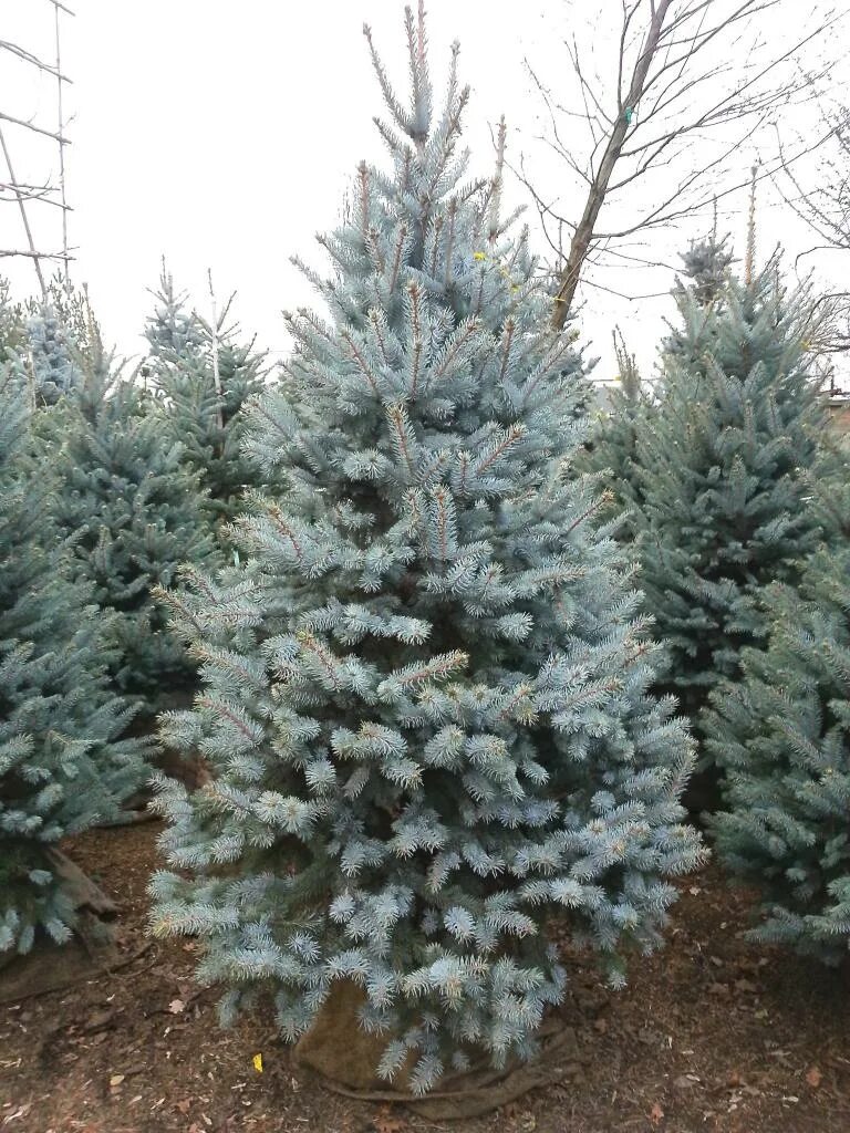 Живые голубые ели. Picea pungens зеленая. Голубая ель на новый год. Голубая ель Живая. Голубая ель в горшке.