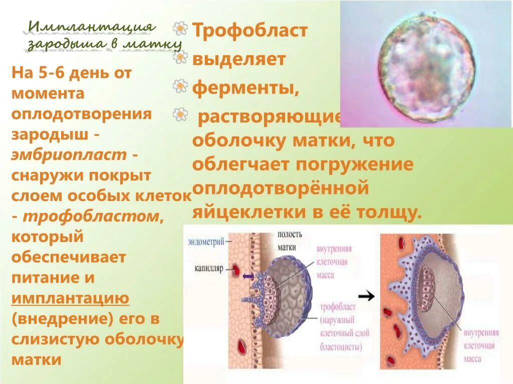 Имплантация и развитие зародыша происходит в матке. Имплантация оплодотворенной яйцеклетки. Симптомы имплантации эмбриона в матку. Сроки имплантации после оплодотворения.