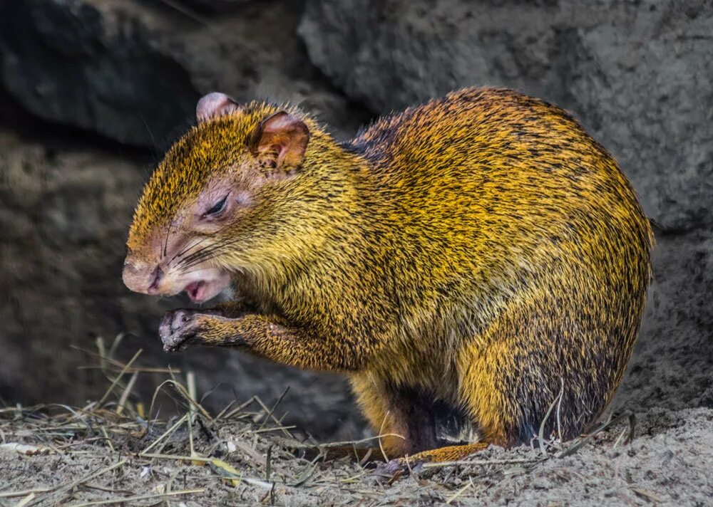 агути грызун. грызун родич агути 4 буквы. агути грызун. агути южная америка. горбатый заяц агути.