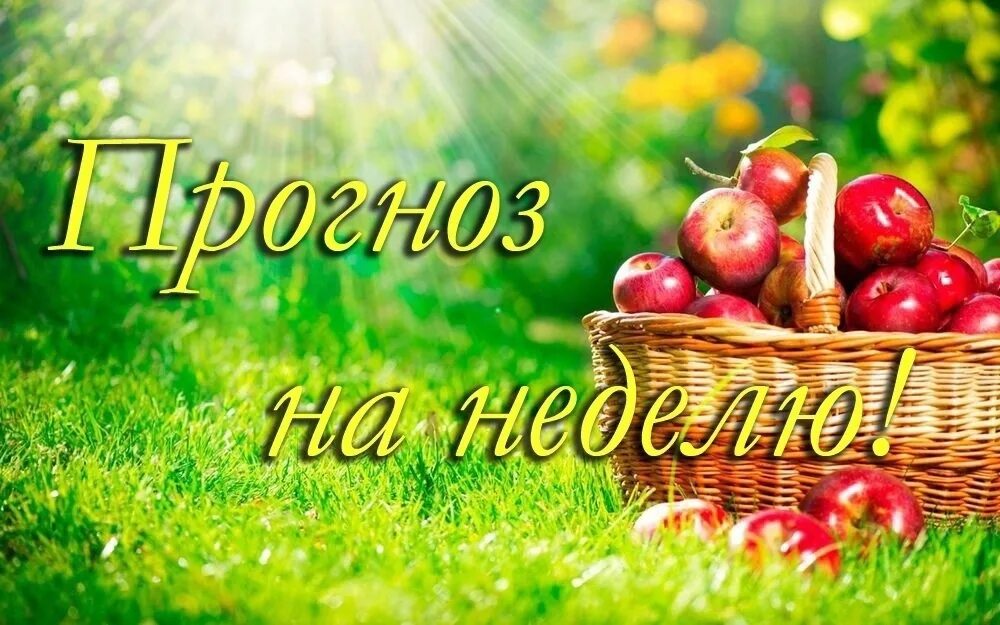 Слива уссурийская веста среднеранняя. Последняя неделя лета. Лунный календарьпосеаной. Садоводам урала и сибири. Посевной календарь для урала.