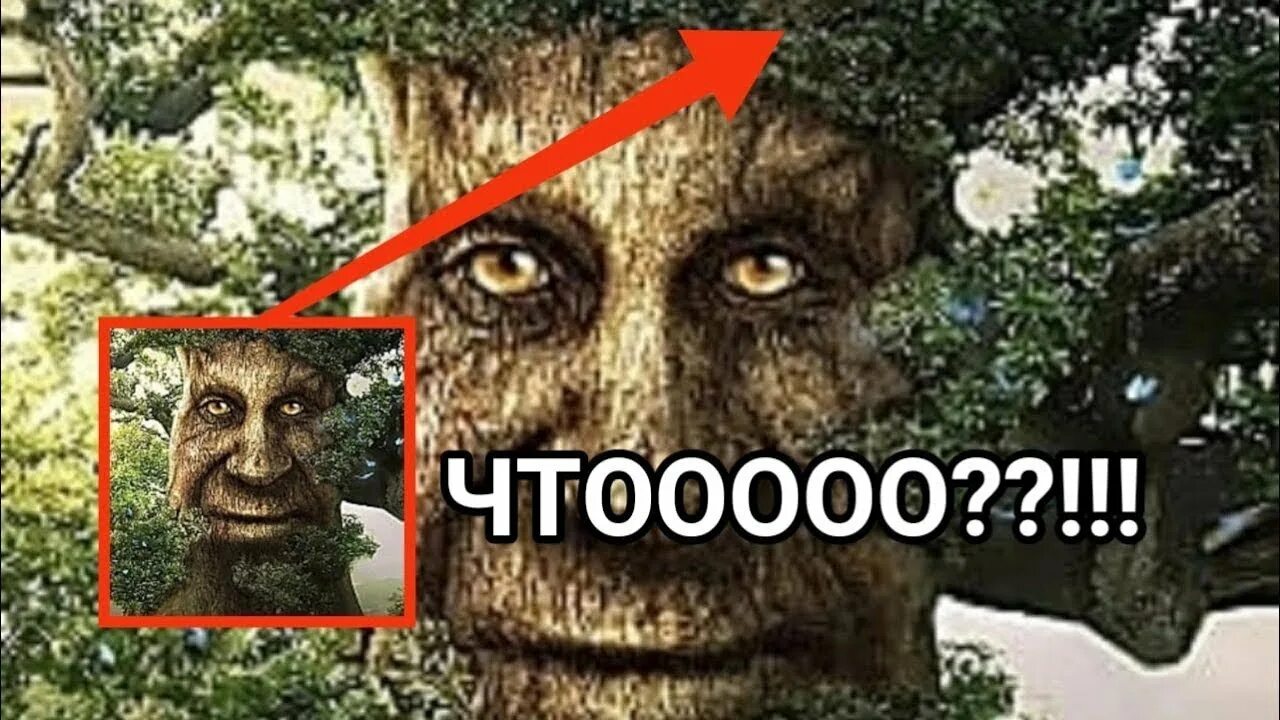 The curse of the wise tree