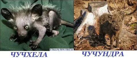 Как выглядит чучундра