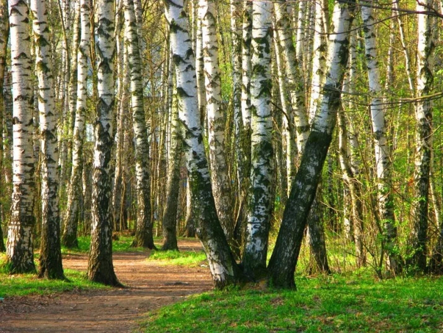 Birch grove. Парк Березовая роща Москва. Парк Березовая роща Куусинена. Березовая роща Дмитров. Берёзовая роща в Митино.