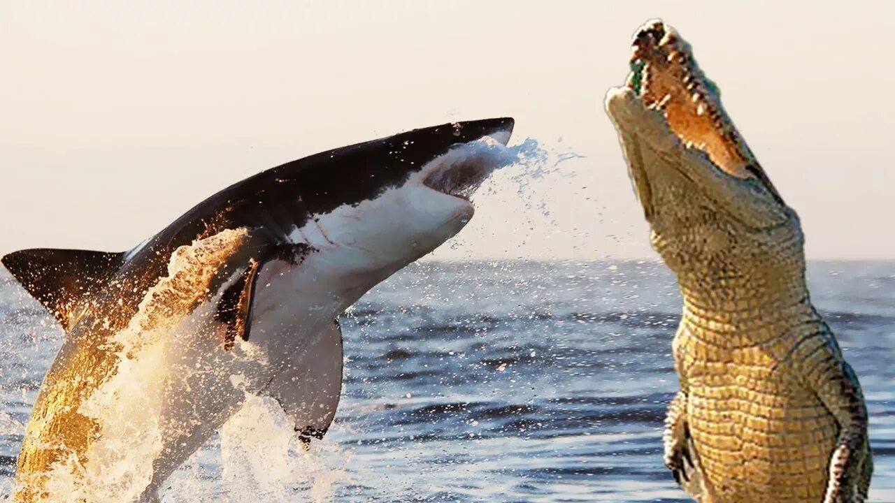 Белая акула против. Гребнистый крокодил против акулы. Белая акула против гребнистого крокодила. Гребнистый крокодил ест акулу. Гребнистый крокодил нападение.