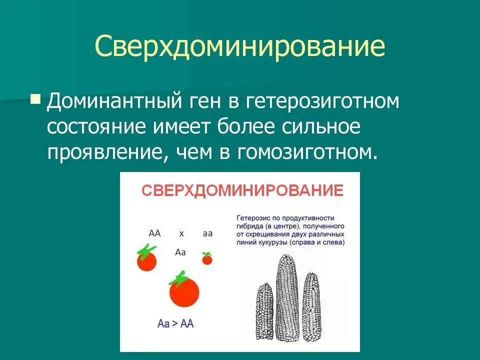 Сверхдоминирование гетерозис. Сверхдоминирование генетика. Сверхдоминирование характеристика. Сверхдоминирование схема скрещивания