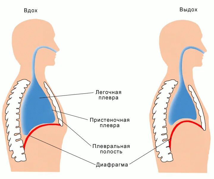 Вдох выдох выдох впр. Механизм дыхательных движений вдоха и выдоха. Механизм дыхания человека схема. Схема дыхания человека вдох выдох. Механизм вдоха и выдоха схема.