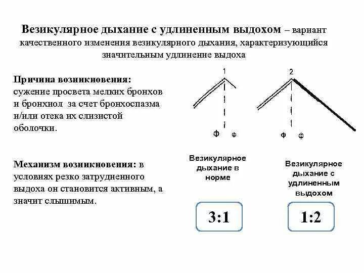 Жесткое везикулярное дыхание. Ослабленное везикулярное дыхание соотношение вдоха и выдоха. Везикулярное дыхание с удлиненным выдохом. Ослабленное везикулярное дыхание соотношение. Везикулярное и бронхиальное дыхание.