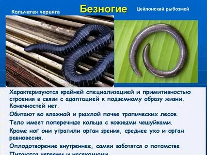 Представители безногих