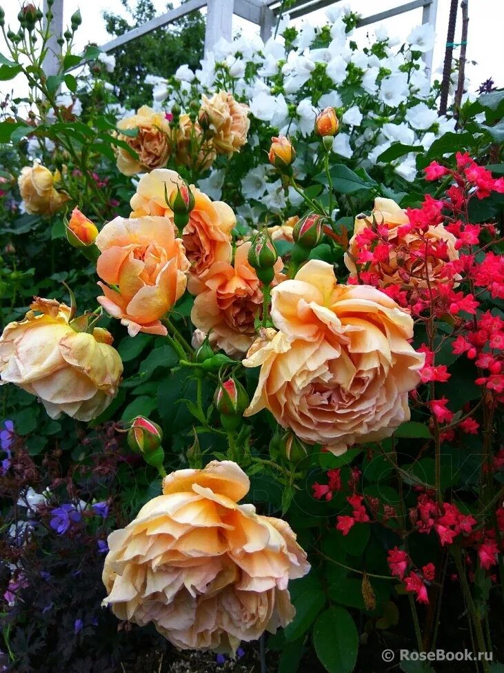 Roses Cafe - planting, growing and cultivation. Roses Cafe seeds. Types and vari