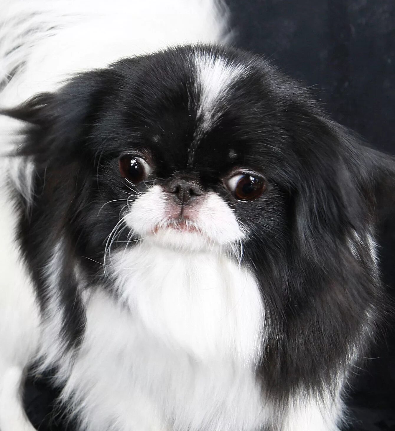 японский хан. японский хан. японский хин. японский хан. порода собак японский хин.