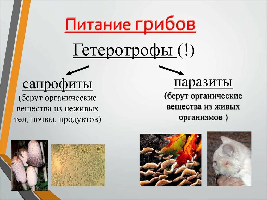 Бактерии грибы питаются готовыми органическими веществами. Питание грибов. Способы питания грибов. Тип питания грибов. Питание грибов паразитов.