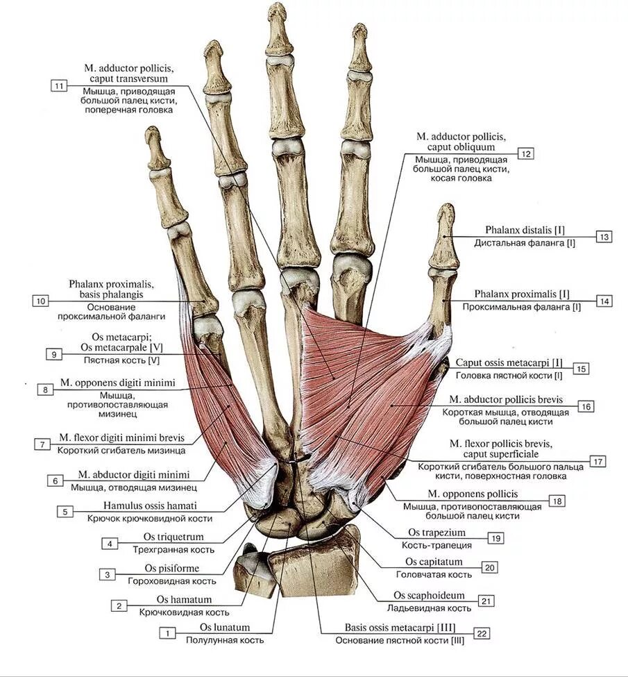 Тенар анатомия мышцы кисти. Мышцы возвышения большого пальца кисти. Мышцы кисти мышцы большого пальца и мизинца. Сгибатель 1 пальца кисти анатомия.