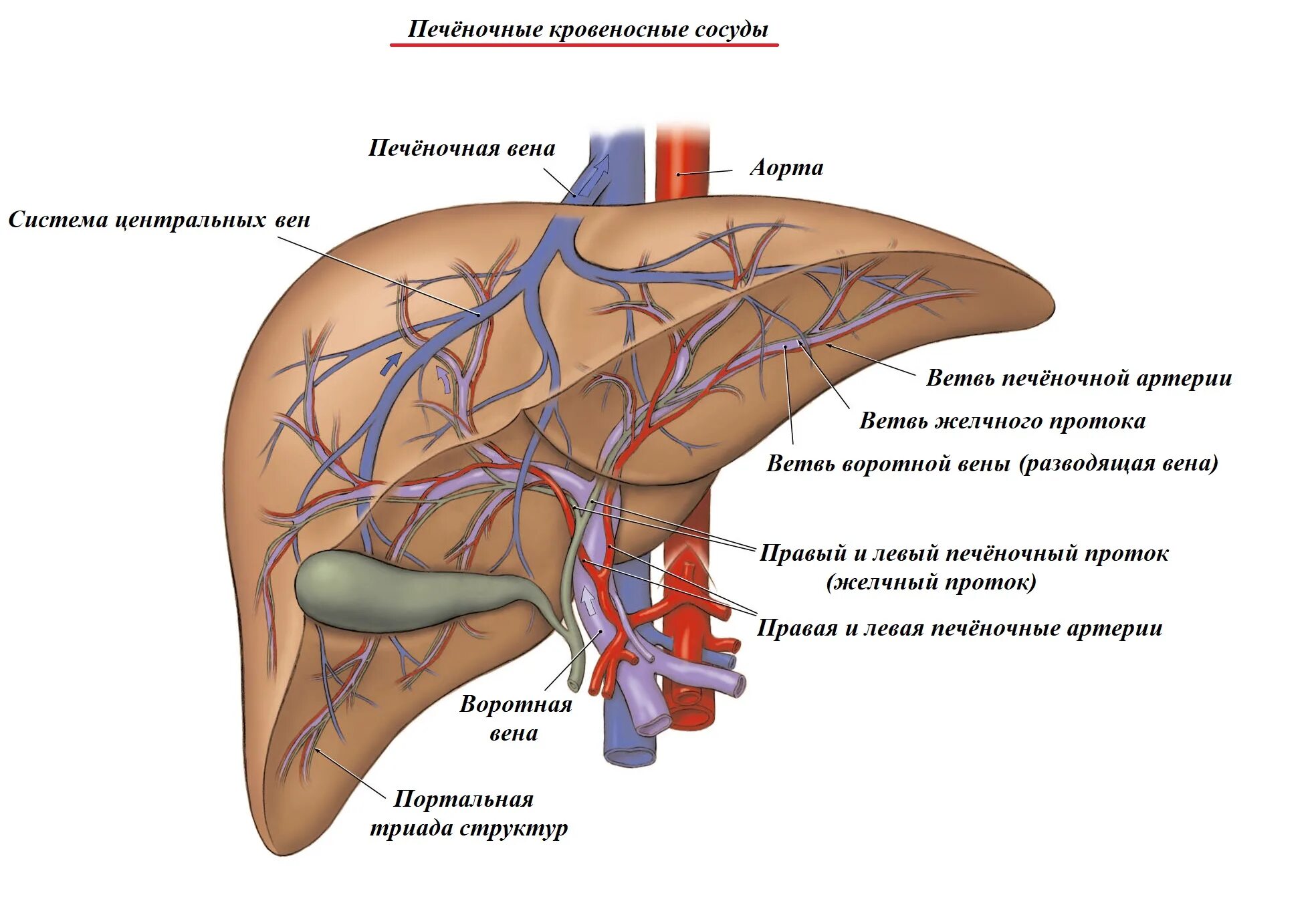 Какая вена в печени. Печеночная артерия и воротная Вена. Кровоснабжение воротной вены печени. Особенности кровоснабжения печени схема. Воротная система печени анатомия.