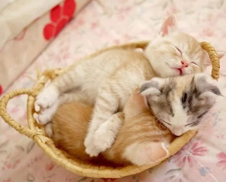 Спящие котята вместе. Спящие котята. котики спят в обнимку. коты спят в обнимку.
