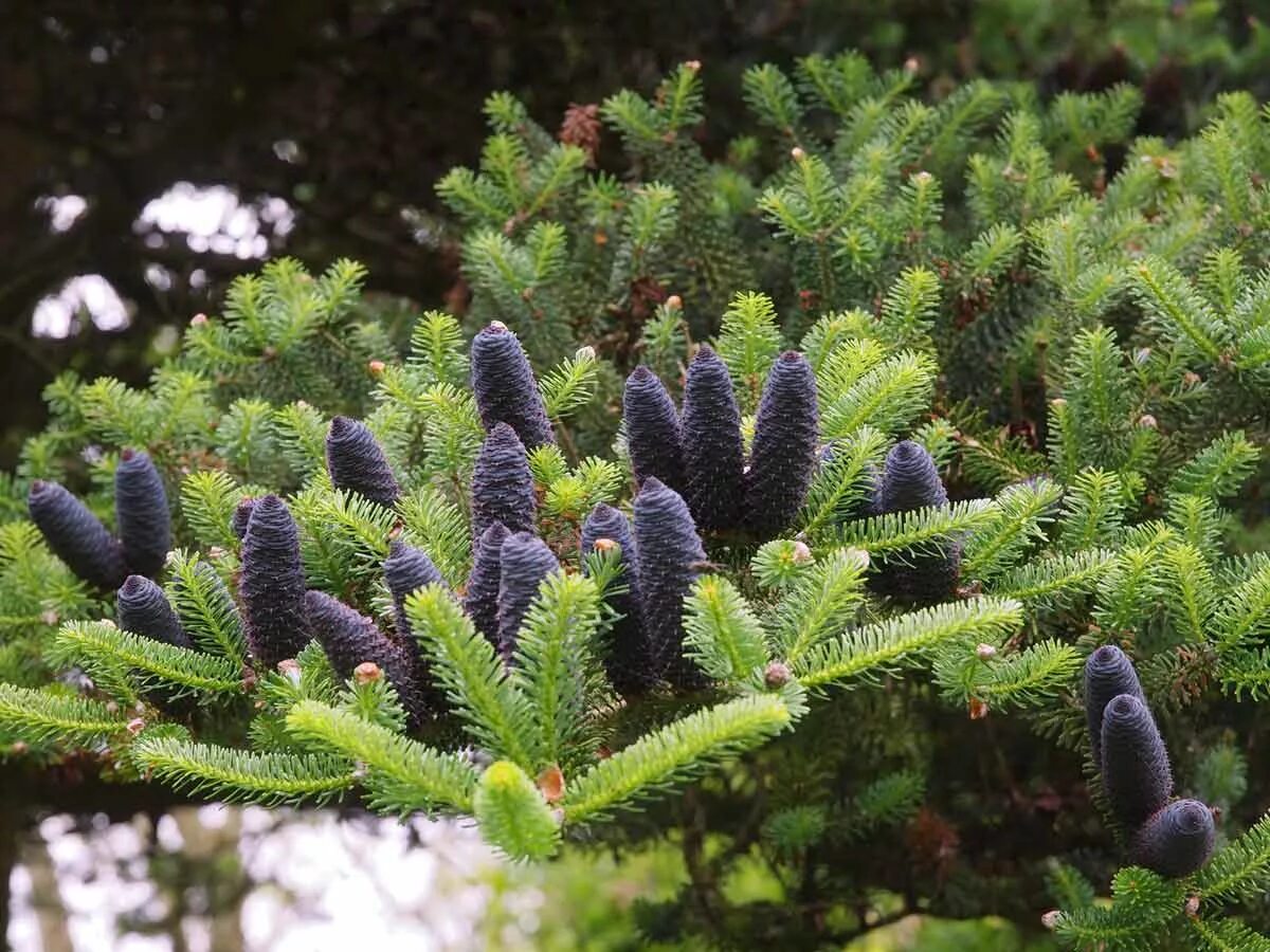 Пихта Абиес Кореана. Пихта корейская Abies Koreana. Пихта корейская Кореана. Пихта корейская Абиес Кореана.