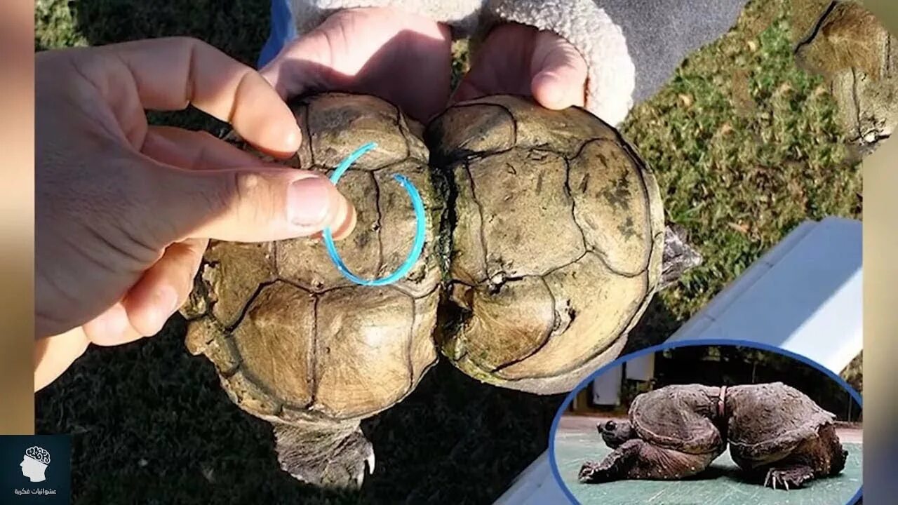 Черепаха и пластик. Морские черепахи и пластик. Проблемы черепах. Проблемы черепах. Морские животные и пластик.