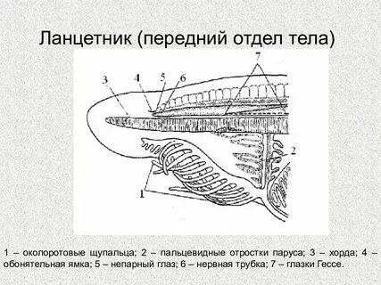 Глаза гессе