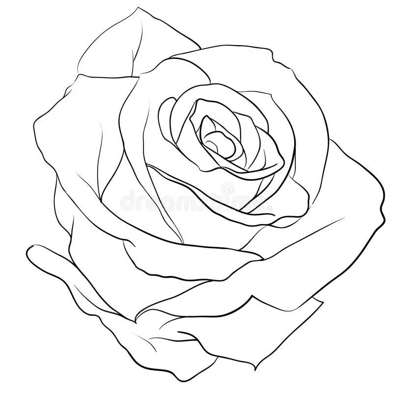 Рисунок розы для срисовки. Контур скопировать