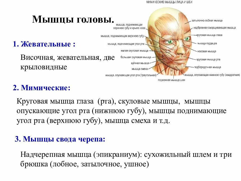 Мышцы головы мимические и жевательные топография и функции. Особенности строения мышц головы. Функции мимических мышц головы. Функции мимических мышц лица.