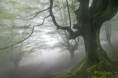 Тайно дерево