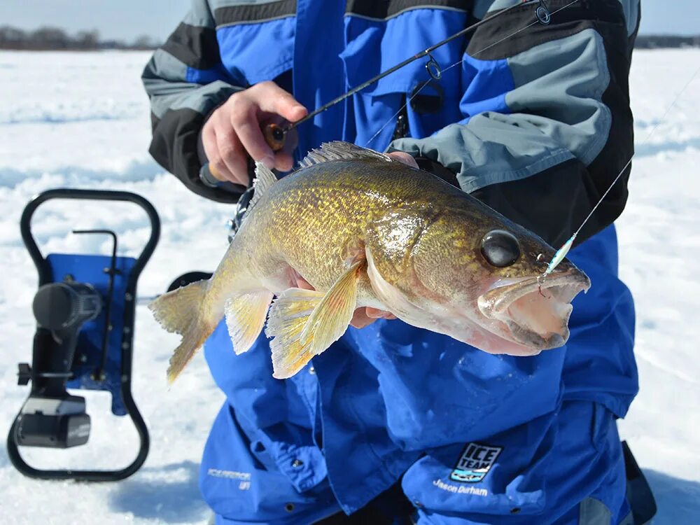 Судак обыкновенный судак берш судак морской. Мормоблес на судака. Ловля судака. Судак 40 кг. Судак в марте.