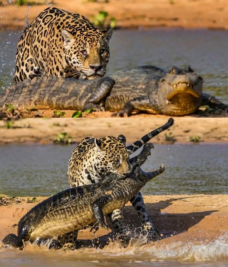 Ягуар и крокодил. Ягуар поймал каймана. Ягуар охотится на крокодила. Ягуары против крокодилов.