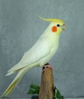 Корелла нимфа уход и содержание