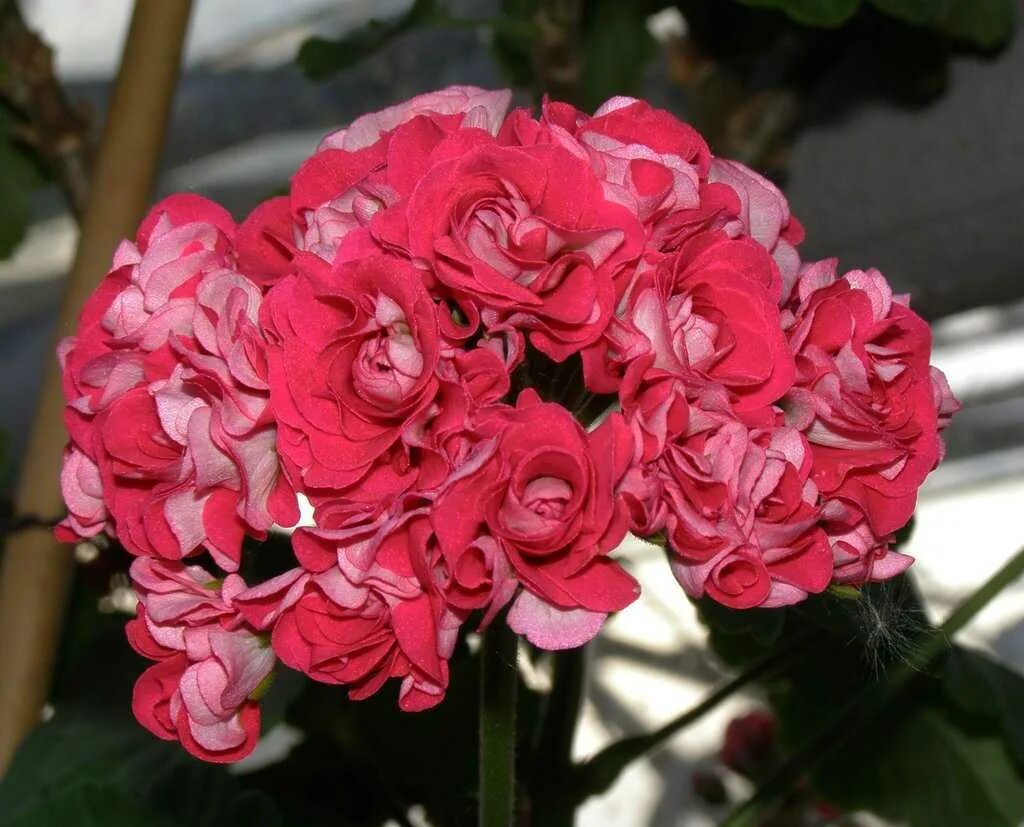 Пеларгония вишневая розебудная. Пеларгония rosebud supreme. Пеларгония розебуд ред. Рамблер пеларгония фото и описание. Pink rambler rosebud пеларгония.