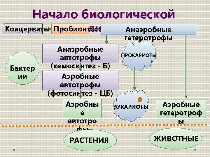 Прокариот автотроф. Этапы эволюции пробионтов схема. Анаэробные автотрофы. Анаэробные гетеротрофы. Аэробные гетеротрофы.