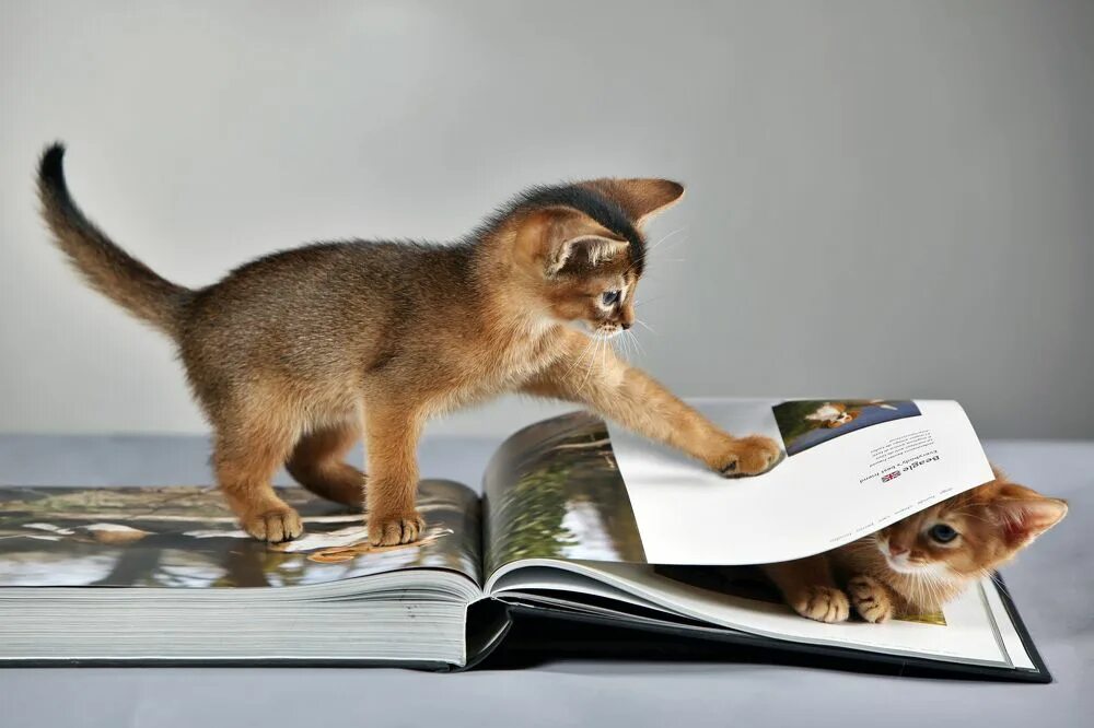 Чтение книг о животных. Коты и книги. кот с книгой. книги про кошек. книга животные.