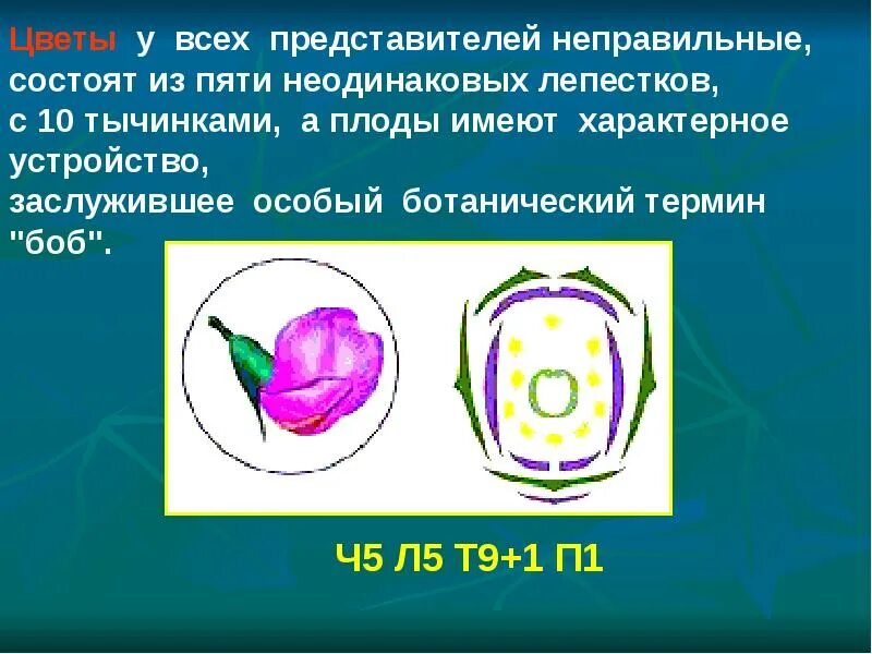 Ч5 л5 т бесконечность п бесконечность. Диаграмма цветка бобовых. Диаграмма семейства бобовых. Семейство бобовые. Ч5л5т9+1п1.