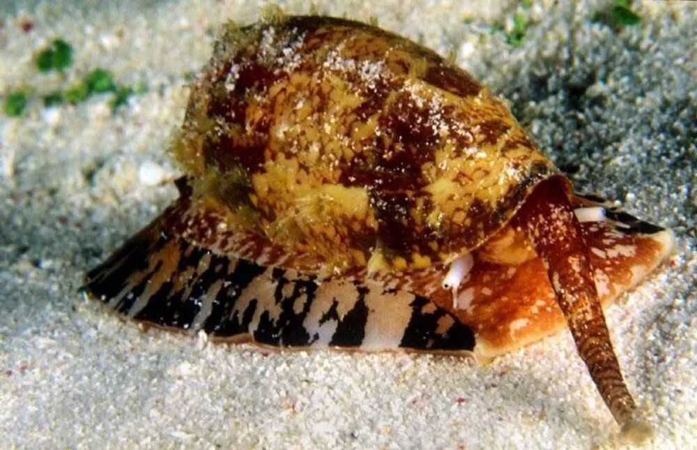 Брюхоногий моллюск конус. Ракушка географус конус. Конус географус улитка. Брюхоногий морской моллюск хищник. Конусы где обитает.