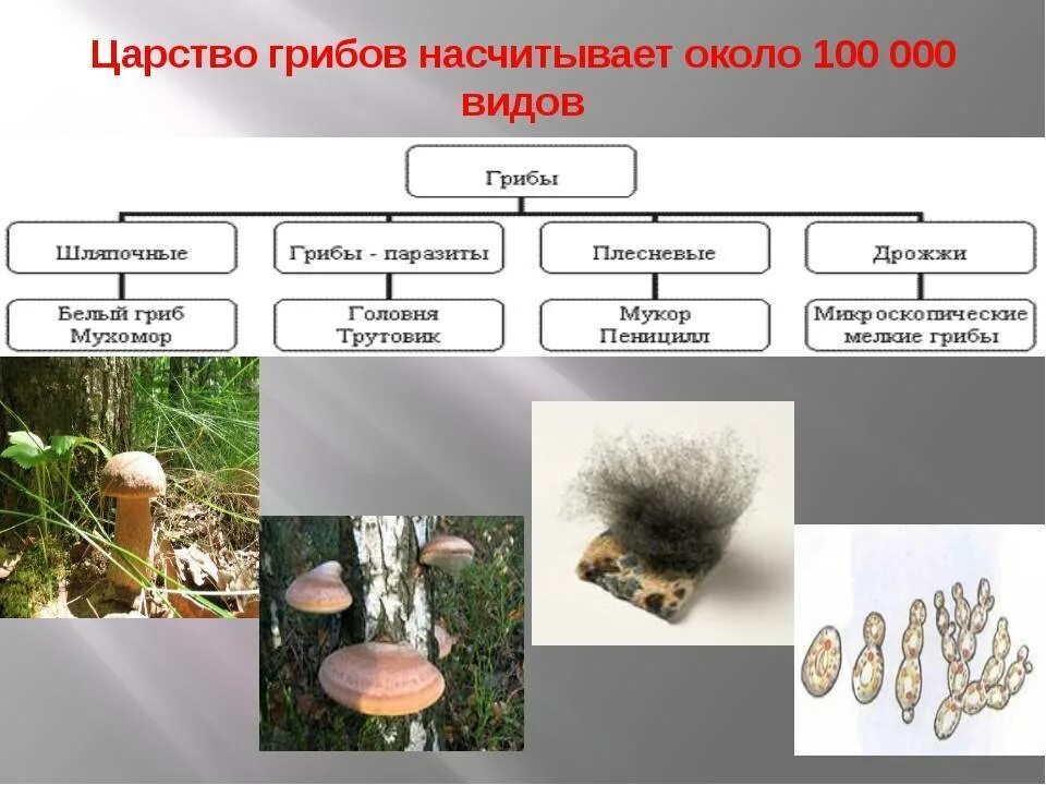 Царство грибы. Представители царства грибов. Царство грибов виды. Царство грибы биология.