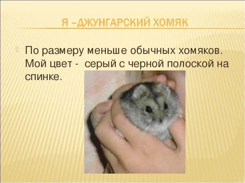Строение джунгарского хомяка. Сообщение о джунгарском хомяке. Джунгарик описание. Хомяк джунгарский. Джунгарский хомячок хомяки.