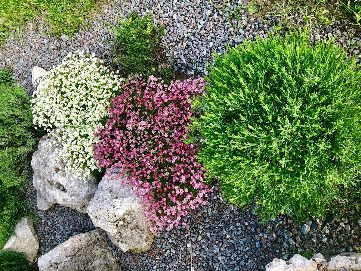 Камнеломка цветок садовый многолетний фото. Камнеломка Арендса. Камнеломка саксифрага. Камнеломка Арендса моховидная.