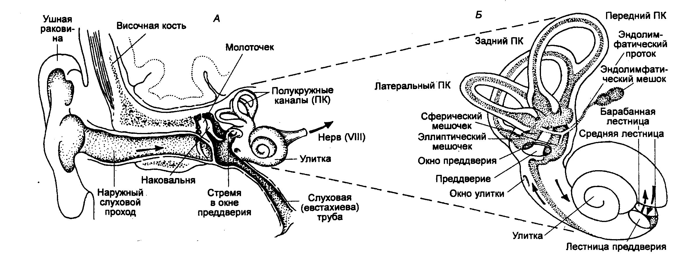 Строение уха и вестибулярного аппарата. Строение слухового и вестибулярного анализатора. Схема строения слуховой сенсорной системы. Вестибулярный аппарат слухового анализатора строение. Вестибулярная сенсорная система схема.