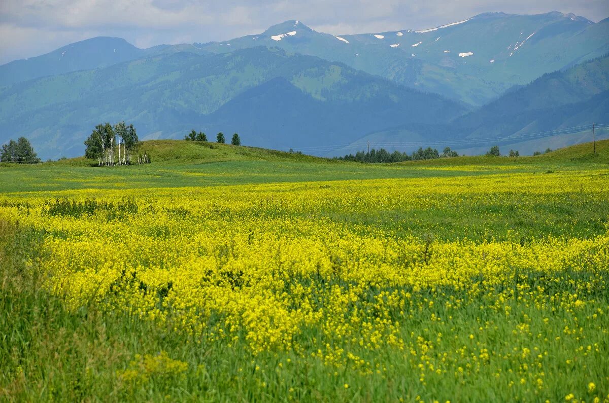 Природа алтайский край поля. Поля ставрополья. Поля алтайского края. Степи алтая поля сельского хозяйства. Степи и поля алтая.