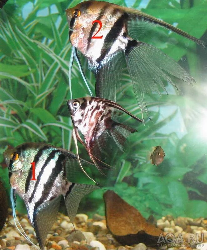 Скалярия аквариумная рыбка. Рыбки скалярий самец самка. Скалярия самец и самка. Скалярия самец.